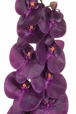 Купить искусственную орхидею темно-фиолетовую, 9 соцветий в Самаре. Орхидея  темно-фиолетовая, 9 соцветий оптом - цена, стоимость