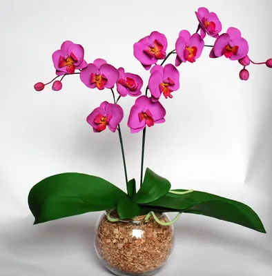 Орхидея Ванда темно-фиолетовая пятнистая подвесная