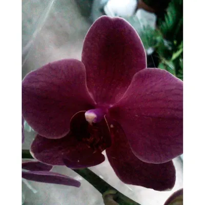 Темно-фиолетовая орхидея Precios. Купить в Киеве.