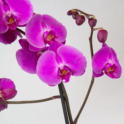Орхидея Фаленопсис «Леонор» двухствольная - Bottega Flowers - магазин  цветов на Кутузовском проспекте