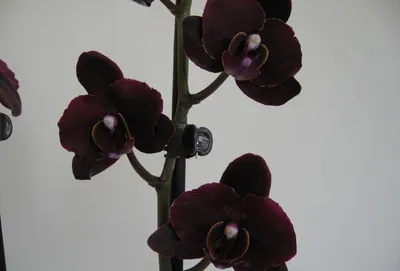 Орхидея Фаленопсис фиолетовая 1 ст купить в Москве с доставкой | Магазин  растений Bloom Story (Блум Стори)