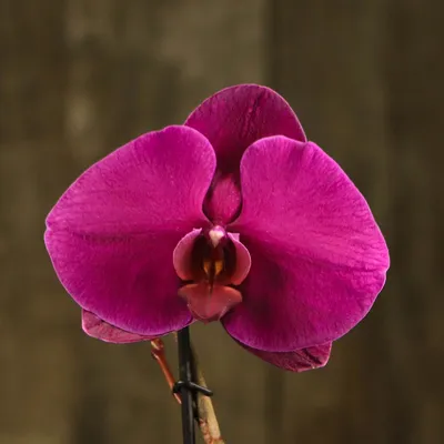 Орхидея Синголо темно-фиолетовая купить