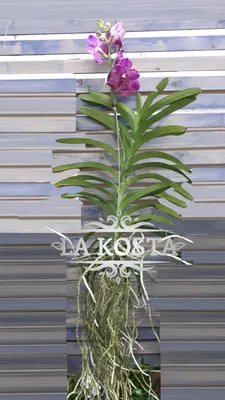 Купить Фаленопсис (орхидея) каскад 12*50-55 1 ствол темно-лиловый (Green  Balanz) оптом | Paeonia