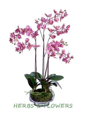 Купить Орхидея фаленопсис Black Prince 2 ст. Сортовые Орхидеи в наличии,  большой выбор!
