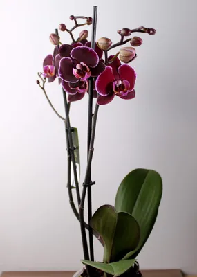 Экзотическое чудо природы и науки — черная орхидея | Новости |  Интернет-магазин орхидей и декоративных цветов в Москве. У нас вы можете  купить орхидеи с доставкой.