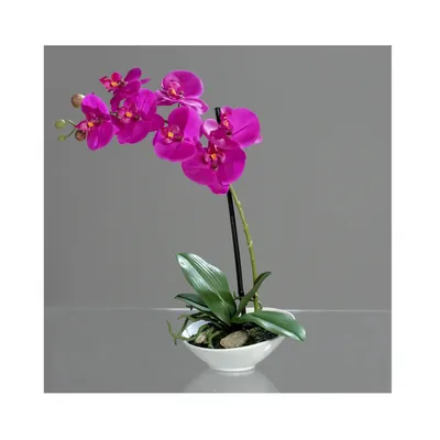 Орхидея Ванда Фиолетовая подвесная от 5500 рублей в Москве и МО, доставка