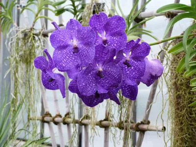Орхидея в горшке \"Орхидея Фаленопсис темно-лиловая в крапинку 2ст\" – купить  недорого с доставкой по Москве