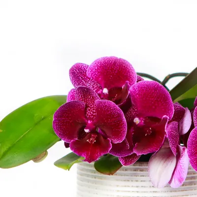 Желтая орхидея с фиолетовым сердцем - итальянская флора