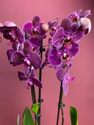 Орхидея Фаленопсис Пёрпл Рейн 3 ст купить в Москве с доставкой | Магазин  растений Bloom Story (Блум Стори)