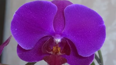 Искусственный цветок Орхидея фаленопсис мини фиолетовая 75 см в белом  карамическом кашло — цена в Оренбурге, купить в интернет-магазине,  характеристики и отзывы, фото