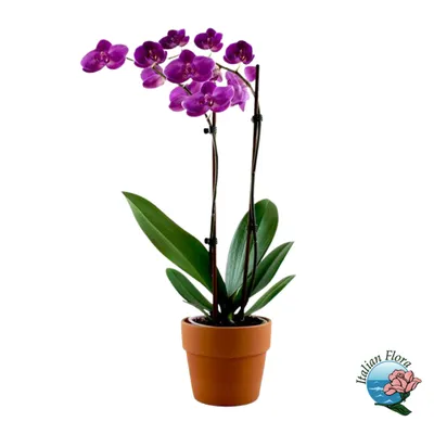 Темно-фиолетовое растение орхидеи - итальянская флора