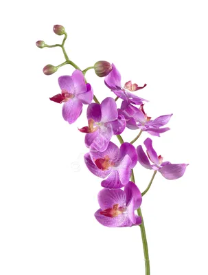 Орхидея Фаленопсис Биг Лип темно-фиолетовый в подарочной коробке купить