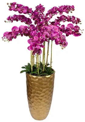 Купить орхидею фаленопсис Джек Воробей в Москве с доставкой