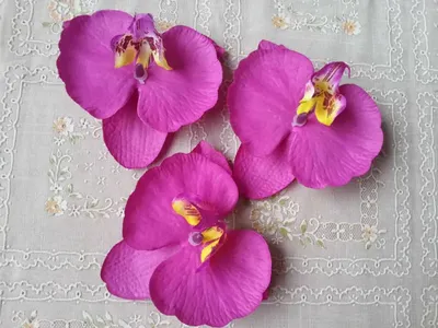 фиолетовая орхидея простеклеа обыкновенный цветок с зажимными темно-пурпурными  губами Стоковое Изображение - изображение насчитывающей скорлупка,  оболочка: 256646947