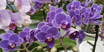 Купить Чехол для телефона с картинкой №2271 Темно фиолетовая орхидея в  Минске