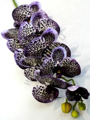 Орхидея фаленопсис 2 ветки в кашпо - 376 в Бресте