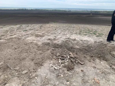 В поле около поселка Тереньга обнаружили человеческие кости Улпресса - все  новости Ульяновска