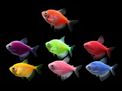 Тернеции : Тернеция Glofish фиолетовая - 2,5-3 см