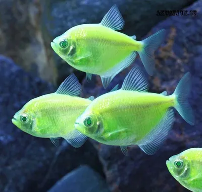 Светящаяся Тернеция Глофиш (GloFish) - VETPLUS. Зоомагазин. Ветаптека