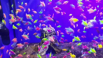 Тернеция \"GLO Fish\" зеленая | Интернет-магазин аквариумистики