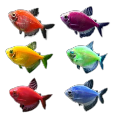 Тернеция Glo Fish красная флуоресцентная (Gymnocorymbus ternetzi): купить в  Челябинске