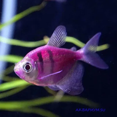 Купить Тернеция розовая GloFish - Danio.com.ua