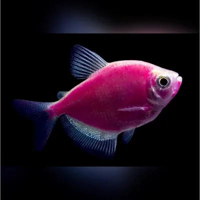 Cumpara - Тернеция GloFish микс (Gymnocorymbus ternetzi)