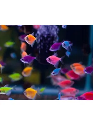 Тернеция Glofiish флуоресцентная - «Тернеции гло побывали и в моем  аквариуме) Но избавилась, потому что рыбы с природным окрасом мне нравятся  больше!!! » | отзывы