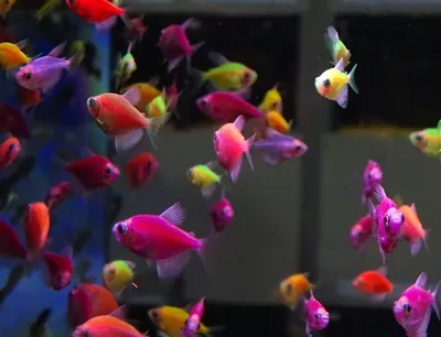 Тернеция GloFish (Gymnocorymbus ternetzi) купить | Аквамир Тольятти