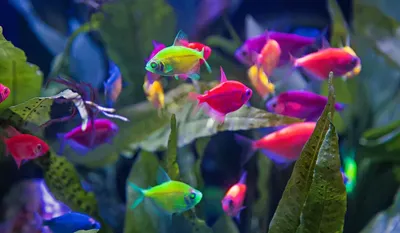 Купить Тернеция GloFish аквариумную рыбку с доставкой по Украине - ИМ  Акварыбки