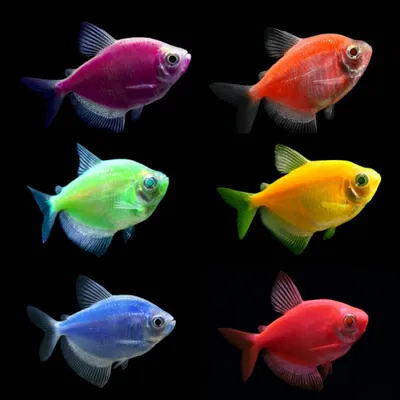 Тернеции : Тернеция Glofish желтая - 2,5-3 см