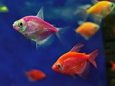 AquaGold Аквариум Aqua Glo панорама на 15л. день/ночь с рыбками тернеция  GloFish (ID#162488163), цена: 315 руб., купить на Deal.by