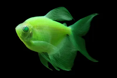 Glofish - GloTetra - Тернеция - Рыбки - Nano Fish