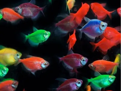 Как светится Тернеция GloFish при ультрафиолете | Дневник заядлого рыболова  | Дзен