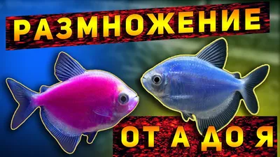 Тернеция GloFish (Gymnocorymbus ternetzi) - Птичка