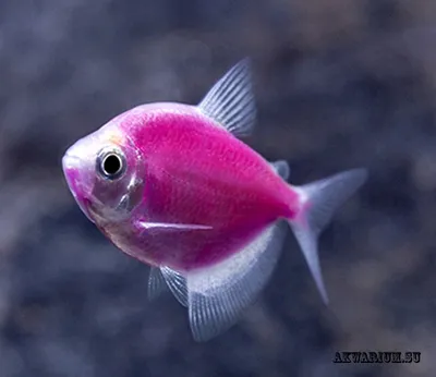 Тернеция Glofiish флуоресцентная - «Рыбки по яркости не уступают морским» |  отзывы