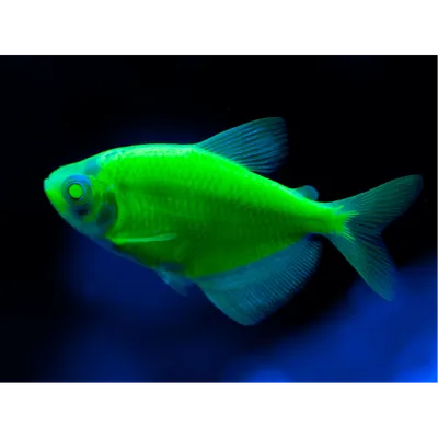 Купить Тернеция красная GloFish - Danio.com.ua