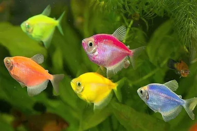 Тернеция \"GLO Fish\" фиолетовая | Интернет-магазин аквариумистики