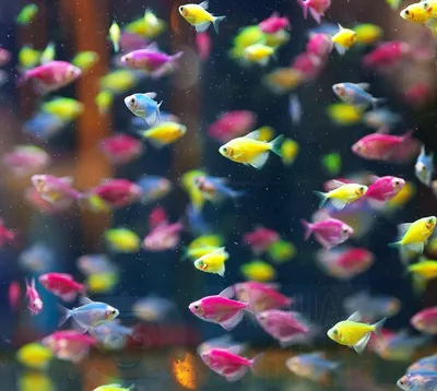 Glofish тернеция голубая купить - аквафлора