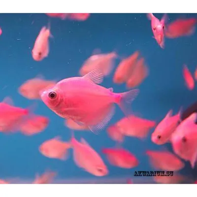 Тернеция Глофиш (GloFish)