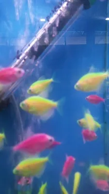 Зоосеть Стрелка - Тернеция GLO– популярная аквариумная рыбка. 🐠  Отличительная черта флуоресценция – необычный эффект генетической  модификации ДНК рыбки с генами морских кораллов и медуз. Если же их  подсветить ультрафиолетом, то рыбки