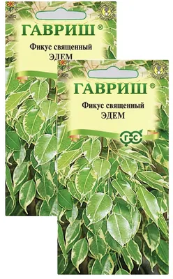 Огородный сезон еще не начался, а подоконники все заняты. Фото