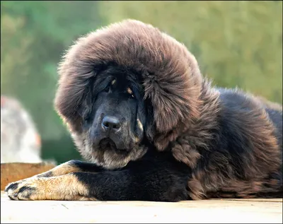 Тибетская порода собак фото фотографии
