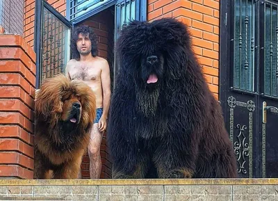 Тибетский мастиф (Tibetan mastiff) (Породы собак) мастиф собака, тибетский  мастиф фото, тибетский мастиф цена, тибетский мастиф купить, щенки  тибетского мастифа, собака тибетский мастиф, мастиф купить Энциклопедия о  животных EGIDA.BY