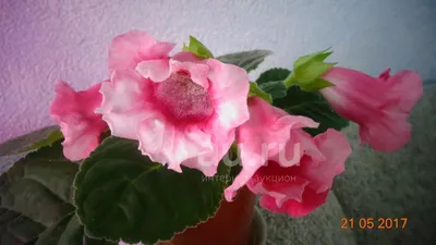 Глоксиния Тидея розовая