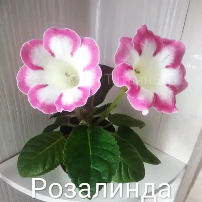 Минисиннингия,Тидея и др.растения 2024 | ВКонтакте