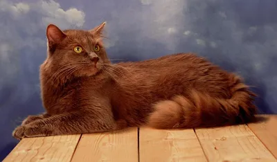 Уникальные изображения Тиффани кошки для фона