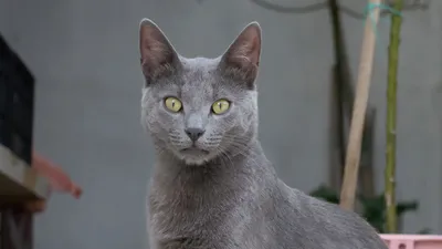 Тиффани кошка: изображения для оживления вашего устройства