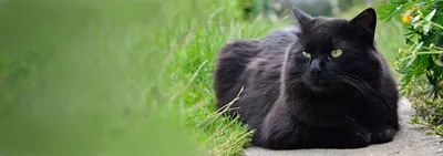 Тиффани кошка: великолепные картинки в формате webp