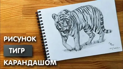 Купить фреску Тигры «Тигр рисунок» | PINEGIN